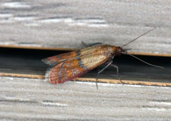 Pantry Moths Can Be Very Tricky To Deal With In Anaheim