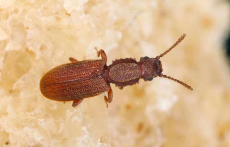 WOOD BEETLES? FOOD BEETLES? FUNGUS BEETLES?  Colonial Pest Control