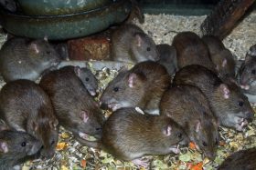 Lots of rats! - Colonial Pest Control
