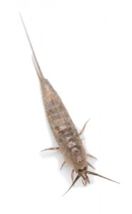 silverfish