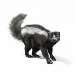 skunk