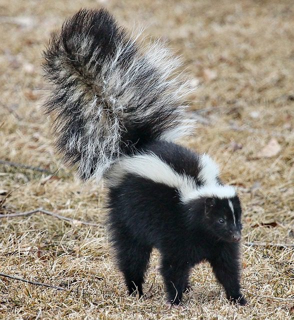 Yes, We Remove Skunks! - Colonial Pest Control