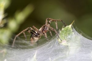 Why Do I Have So Many Spiders Inside My Home? - Colonial Pest Control
