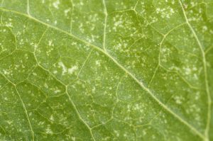 spider-mite-damage