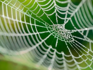 spider-web