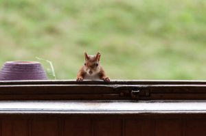 squirrel-at-window