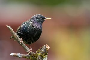 starling