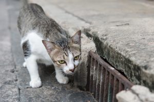 stray-cat