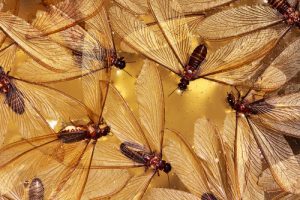 swarmer-termites