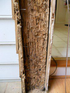 termite-wood