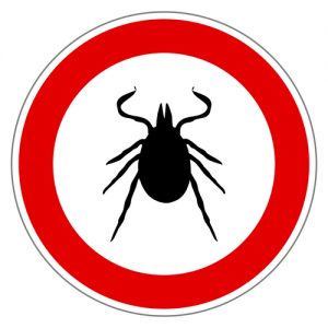 tick