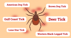 ticks