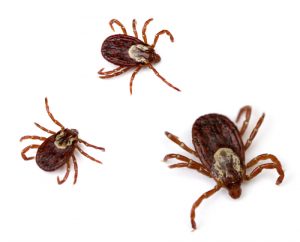 ticks