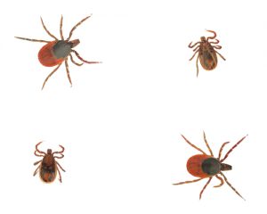 ticks2