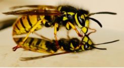 Yellowjacket yellow jacket wasp stinging infestation, pest control Shrewsbury MA Worcester County Massachusetts