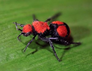 velvet-ant