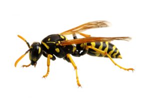 wasps in house in winter