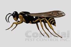 Wasp