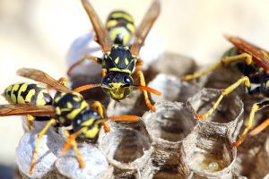 wasps-in-nest
