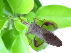 western-conifer-seed-bug