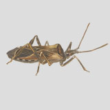 western conifer
