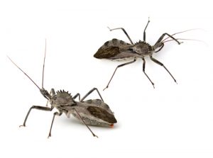 wheel-bugs