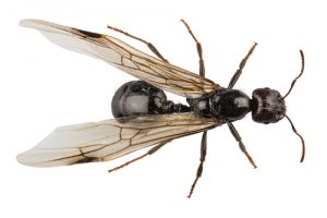 winged-ant