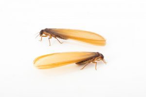 winged-termite