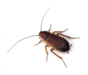 wood-cockroach