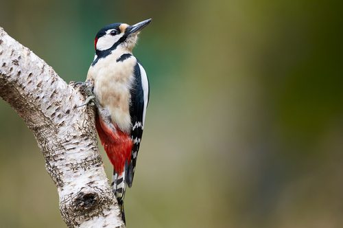 It’s Hard to Discourage Woodpeckers! - Colonial Pest Control