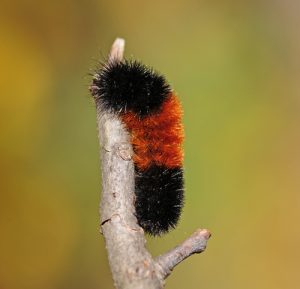 woolly-bear-caterpillar