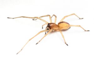 yellow-sac-spider