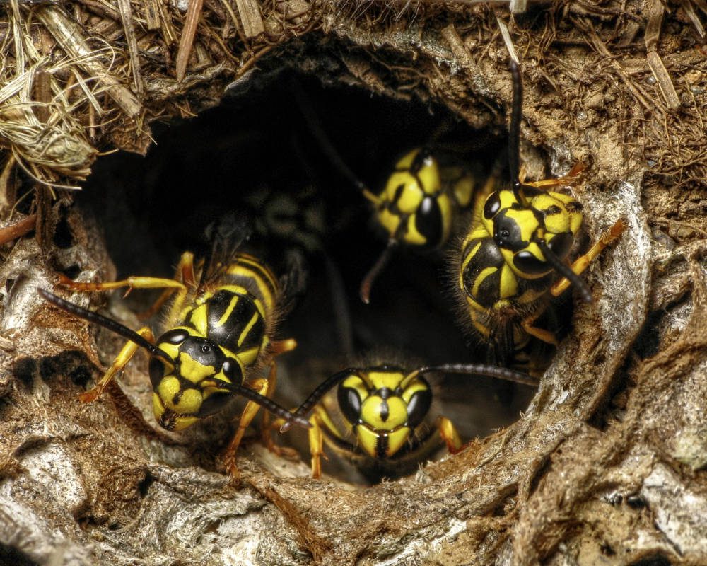 Wasps Under Roofcaps Just Moved Into A Home With A Metal Roof And Dan Mckeon 4 28 2018 I Have An Existing Metal Roof And Have A Question Metal Roofing Alliance Forum
