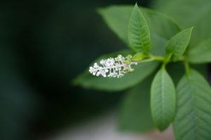 Pokeweed Pokeberry flowers