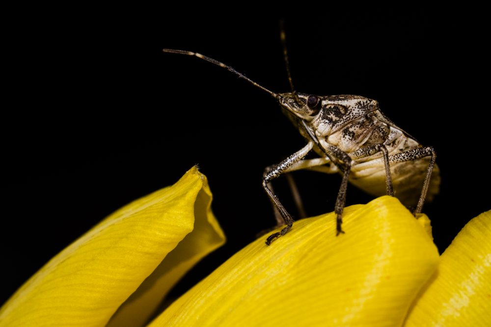 seasonal invaders AKA occasional invaders brown marmorated stink bug