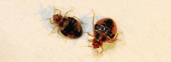 two bed bugs close up