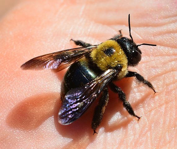 Carpenter Bees resemble large bumble bees but have less hairs on the abdomen