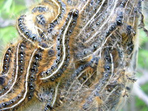 caterpillars in spring build silk webs