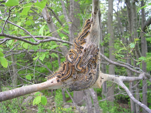 caterpillar silk web