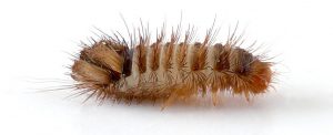 Carpet beetle larva