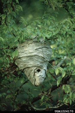 mosts wasps won't used their old nests again