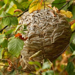 Wasp Yellowjacket Nests