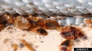 bed bug treatments