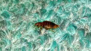 Bed_Bug_On_Carpet