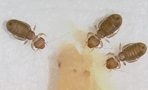 3 booklice