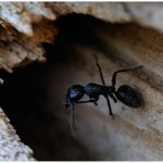black ants