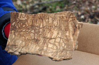 EAB ash trees