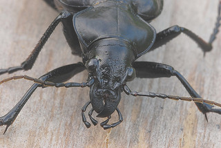 ground beetles face and front of body