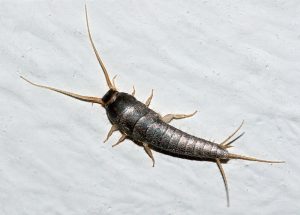 silverfish insect