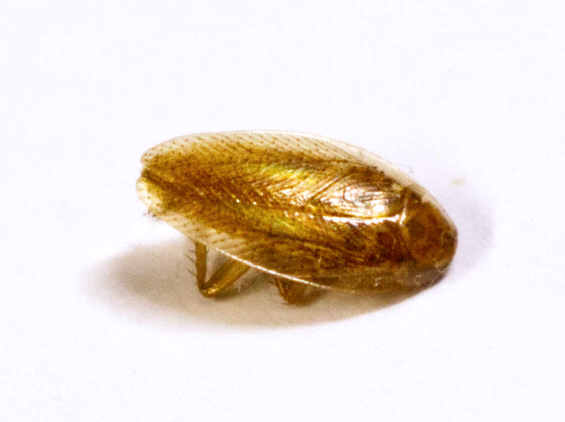 cockroach control is generally not needed inside for Pennsylvania wood roaches
